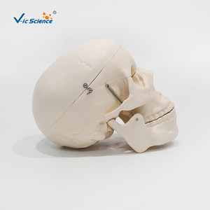 Modèle de simulation d'enseignement : Crâne humain grandeur nature 1:1, simulation anatomique du crâne, modèle de crâne standard. - Product Image 2