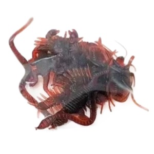 Ensemble de jouets en plastique, modèles d'insectes et d'animaux, cafard réaliste, scorpion, lézard, pour les farces et les blagues, jouet pour enfants - Product Image 5