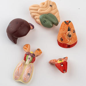 Modello di anatomia della struttura interna dell'organo del topo biologia insegnamento di anatomia animale sperimentale esemplare di zootecnia - Product Image 4