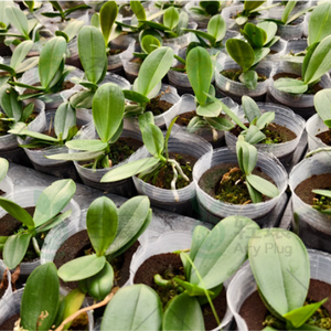 Substrat respirant de 2,5 pouces pour la <span class=keywords><strong>culture</strong></span> de semis, prévenant la pourriture racinaire et favorisant la croissance des tissus de <span class=keywords><strong>culture</strong></span> d'orchidées - Product Image 6