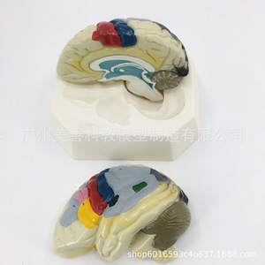 Modèle de lobulation cérébrale, modèle d'artère cérébrale, modèle d'anatomie du cerveau, modèle de région fonctionnelle du cerveau, modèle de cerveau en couleur - Product Image 2