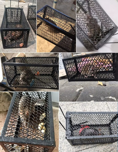 Piège à souris robuste en acier galvanisé, cage de capture vivante pour le contrôle des rongeurs avec déclencheur sensible - Product Image 5