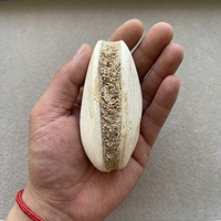 Vente en gros de cristaux de guérison de haute qualité, spécimens de coquillages fossiles pour la décoration intérieure et l'énergie