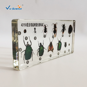 Especímen de Insecto Encapsulado en Resina, Estructura Corporal Completa de <span class=keywords><strong>Insecta</strong></span> para la Enseñanza y Observación de Biología, CE/ISO/ROHS/CNAS - Product Image 5