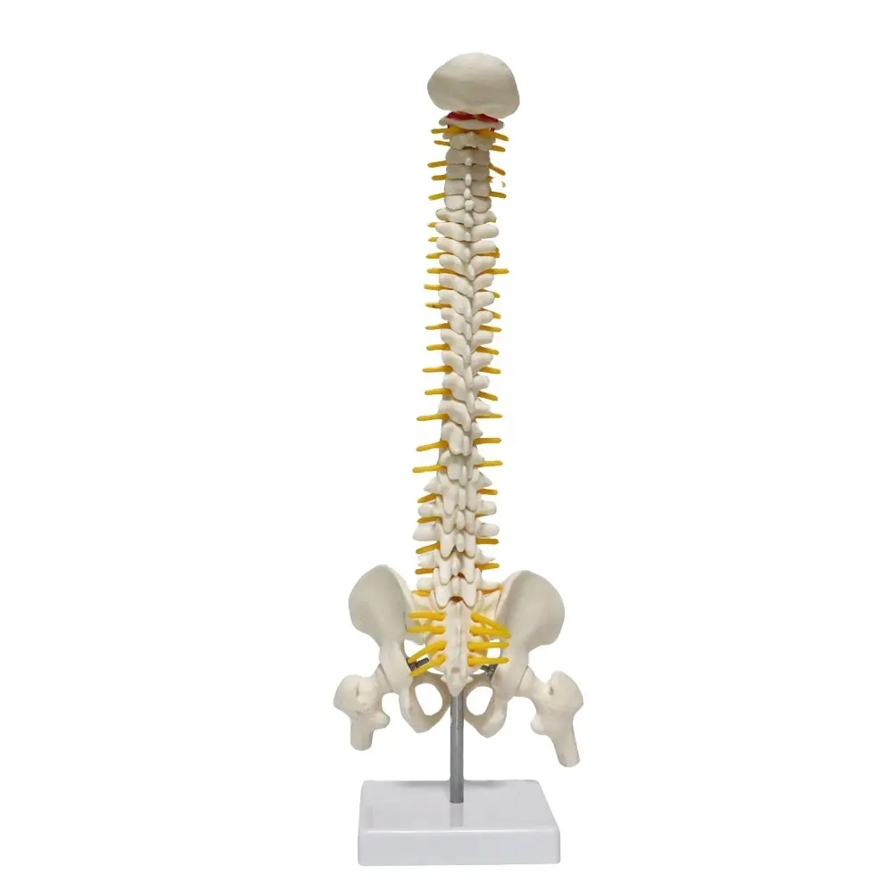 FRT017 Mini boyutu PVC orta boy plastik insan omurga modeli öğretim kaynakları lomber Pelvis gösteri anatomik modeli