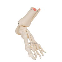 Modelo de esqueleto humano de plástico para pies, simulación de anatomía médica