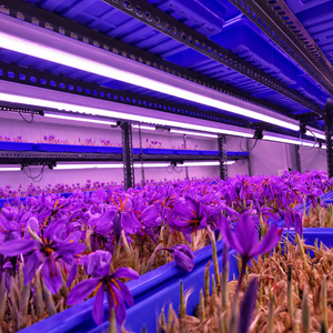 Conteneur mobile intelligent et climatiseur pour la culture de safran en serre de précision, clé en main - Product Image 6