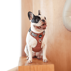 Mango de diseñador Servicio de entrenamiento de senderismo Mascota gato Perro Cachorro Arnés y correa Conjunto Arnés canino de lujo para pastor alemán <span class=keywords><strong>Whippet</strong></span> - Product Image 2