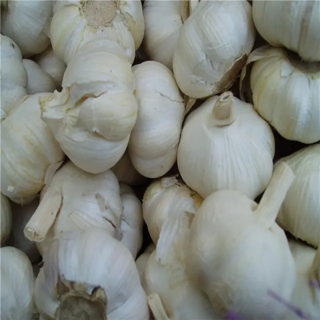 hybrid garlic seed single garlic turkey