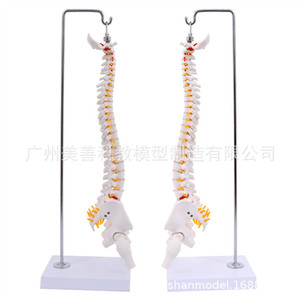 Modèle pédagogique de colonne vertébrale humaine miniature de 45 cm avec bassin, fémur et neurosquelette - Product Image 3