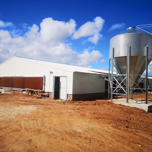 Equipo para aves de corral máquina de alimentación para pollos de engorde granja avícola - Product Image 3