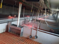 Nouvelles cages de mise bas automatiques complètes de marque PH avec acier Q235 pour la nurserie de porcelets dans une ferme porcine, durée de vie de 20 à 25 ans