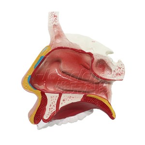 Modelo anatómico de cavidad nasal ampliada de alta precisión con pasaje nasal y estructuras sinusales claros; entrenamiento para la escuela de medicina - Product Image 5