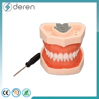 Modèle de dents humaines en PVC de haute qualité, structure anatomique durable pour l'enseignement scolaire et la formation dentaire Deren