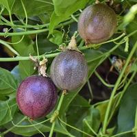 RTY Passievruchtzaden 100 zaden per zak Premium Hybride Hoge Kiembaarheid Fruitzaden Groothandel Bulk Leverancier