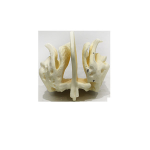 Modèle magnifié de crâne humain et d'os éthmoidien ; modèle de démonstration de la cavité nasale et de la structure des sinus ; enseignement médical et - Product Image 5