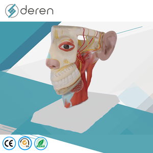 Modelo de Anatomía Neurovascular de Cabeza y Cuello a Tamaño Real, Modelo de Cráneo con Venas Dilatadas y Mandíbula para Entrenamiento en Cirugía Plástica - Product Image 1