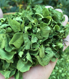 Premium kalite notu doğal <span class=keywords><strong>Moringa</strong></span> <span class=keywords><strong>Oleifera</strong></span> çay için <span class=keywords><strong>Moringa</strong></span> kurutulmuş yaprak bırakır - Product Image 2