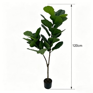 120cm Tall Fiddle-leaf fig – Eco-Friendly <b>Plant</b> for Wedding & Event Decoration - Product Image 2