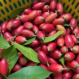 Extracto de Fruta Milagrosa en Polvo al por Mayor OEM, Synsepalum Dulcificum Daniell FD, Frutos Milagrosos Liofilizados - Product Image 3
