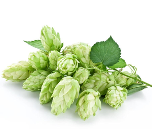 Üretici tedarikçi bitkisel özü Xanthohumol, Flavones <span class=keywords><strong>Hops</strong></span> özü - Product Image 3