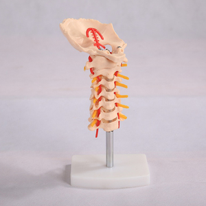Modèle de <span class=keywords><strong>squelette</strong></span> de la colonne vertébrale cervicale BIX-A1021 Chinon avec mannequin nerveux du disque intervertébral Occiput de l'artère carotide commune - Product Image 4