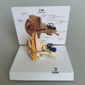Modelo Anatómico de Oído Humano para Ciencias Médicas, Modelo de Oído Humano Ampliado - Product Image 3