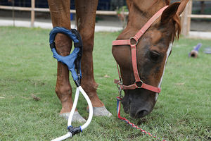 Soins <span class=keywords><strong>de</strong></span> santé professionnels vétérinaire tapis Pemf équipement d'hôpital pour animaux <span class=keywords><strong>de</strong></span> compagnie clinique vétérinaire magnétoterapia équipements <span class=keywords><strong>de</strong></span> <span class=keywords><strong>magnétothérapie</strong></span> - Product Image 3