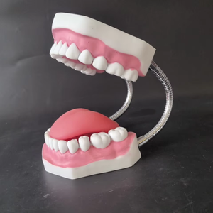 Modèle dentaire grossissant 6X, outil de pratique de nettoyage des dents, modèle d'enseignement d'hygiène bucco-dentaire pour l'éducation au brossage en maternelle - Product Image 1
