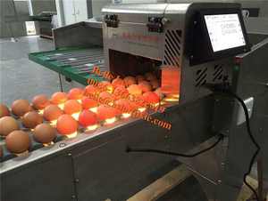 Hot Sale Egg Size Grader Maschine Ei Gewicht Grading Klassifizierung Sortiermaschine zum Verkauf - Product Image 3