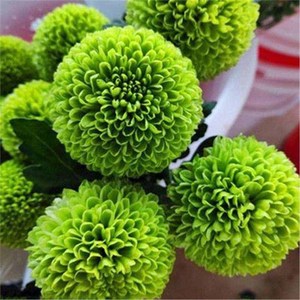Chrysanthème Coloré d'Origine Naturelle Idéal pour la Décoration de Jardins et de Pelouses – Magnifique Plante d'Extérieur Décorative - Product Image 4