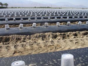 Película agrícola Película plástica negra para mantillo para espárragos blancos 100% sombreado de luz - Product Image 3