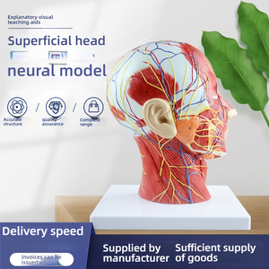 Sezione sagittale con vasi sanguigni e nervi per l'allenamento modello di anatomia della testa facciale di educazione medica - Product Image 4