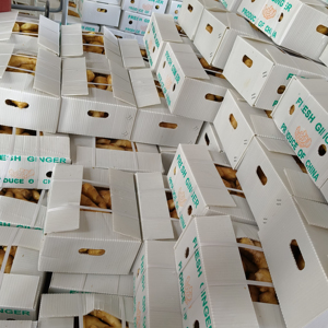 Jahe Segar 250g Jahe Kering Cina Bersertifikat Laris Manis untuk Penggunaan Makanan Pertanian - Product Image 1