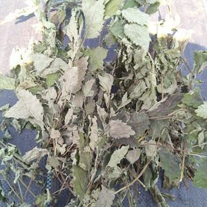 レモンバーム エアードライリーフ 天然植物ハーブ アロマティックリーフティー 茎付き オーガニック栽培 エキス用 ストレス解消 - Product Image 1