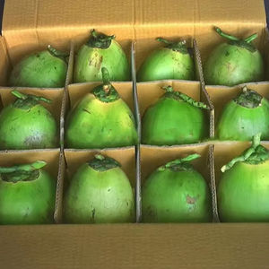 Noix de coco aromatique blanche entière naturelle de qualité supérieure |   Coque de noix de coco jeune fraîche et intacte |   Jus de noix de coco naturel à pulpe douce pour la vente en gros - Product Image 1