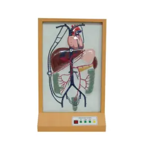 BIX-A2103 vene "danni" dopo "danni" e modello di circolazione di rami laterali di vene venose di porte elettriche a flusso sanguigno