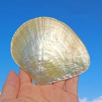 Vente en gros Artisanat Naturel Nacre Jaune Coquillage Ivoire Poli Coquillage pour Feng Shui Souvenir Décoratif