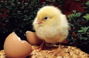 인기 판매 비료 첨가제 옥수수 스티프 리커 분말 - Product Image 5