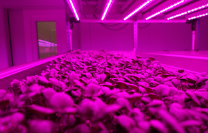 Iluminación para Cultivo <span class=keywords><strong>de</strong></span> Plantas <span class=keywords><strong>de</strong></span> 450nm a 665nm, 60led/m, DC12V y 24V, SMD5050, 19.2W/m, 14.4W/m para Plantas/Árboles, Vegetales/Flores/Césped/Botánica - Product Image 6