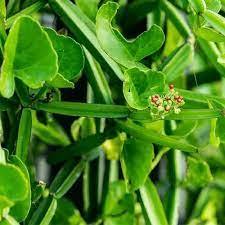 Orgánico 5% Concentración Cissus Quadrangularis Extracto de hierbas en polvo Grado alimenticio Empaquetado a granel Hadjod Leaf Parte usada Pure - Product Image 2