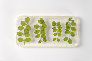 Carta di foglie di astragalo di latte cinese che fa forniture gioielli in resina fiore secco pressato reale ecologico - Product Image 2