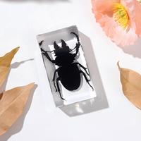 Spécimens d'insectes réels en résine, taxidermie d'insectes préservés pour l'enseignement de la biologie et l'apprentissage des sciences de la nature