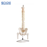 SC-A1020 squelette humain colonne vertébrale taille réelle colonne vertébrale bassin demi-jambe os modèle anatomique