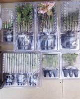 Emballage sous blister transparent thermoformé personnalisé pour plantes