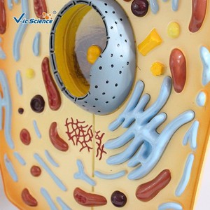 Demonstración de la enseñanza de biología en las escuelas primarias y secundarias: material educativo, modelos de células animales - Product Image 3