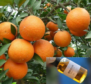 Fournisseur chinois d'huile essentielle de zeste d'orange <span class=keywords><strong>douce</strong></span> 100% pure - Product Image 4