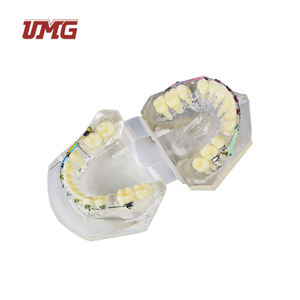 Modelo <span class=keywords><strong>de</strong></span> ortodoncia para entrenamiento Dental, modelo tipodot con soporte <span class=keywords><strong>de</strong></span> Metal transparente para la comunicación <span class=keywords><strong>de</strong></span> los pacientes - Product Image 5