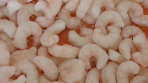 Gamberetti Sgusciati Congelati Prezzo di Fabbrica Gamberetti Pelati Congelati di Alta Qualità Esportazione All'Ingrosso 10kg - Product Image 5