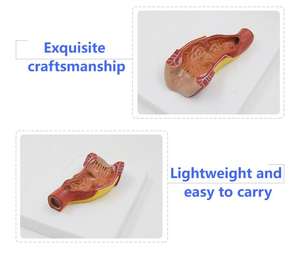 المستقيم البشري والقناة الشرجية نموذج تشريحي للتعليم الطبي والمعدات التعليمية البحثية - Product Image 5